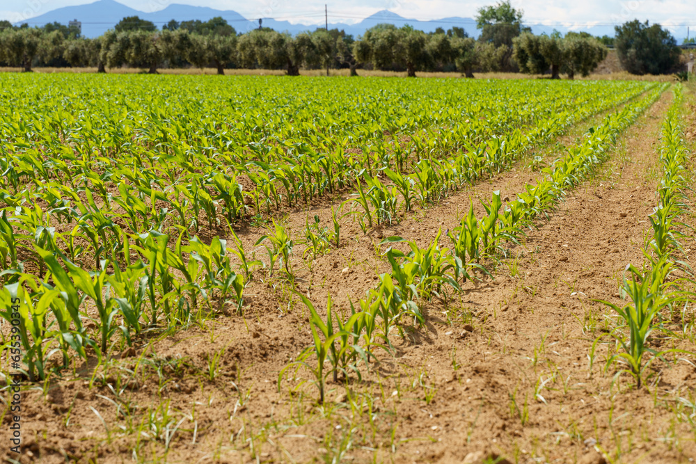 Green sprouts of corn in a cultivated agricultural field.