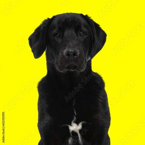 beautiful labrador retriever dog sitting and looking forward