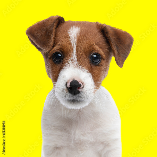 sweet little jack russell terrier dog sitting and looking forward