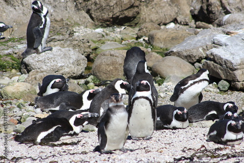 African penguins on Betty's Bay Cape Town South Africa