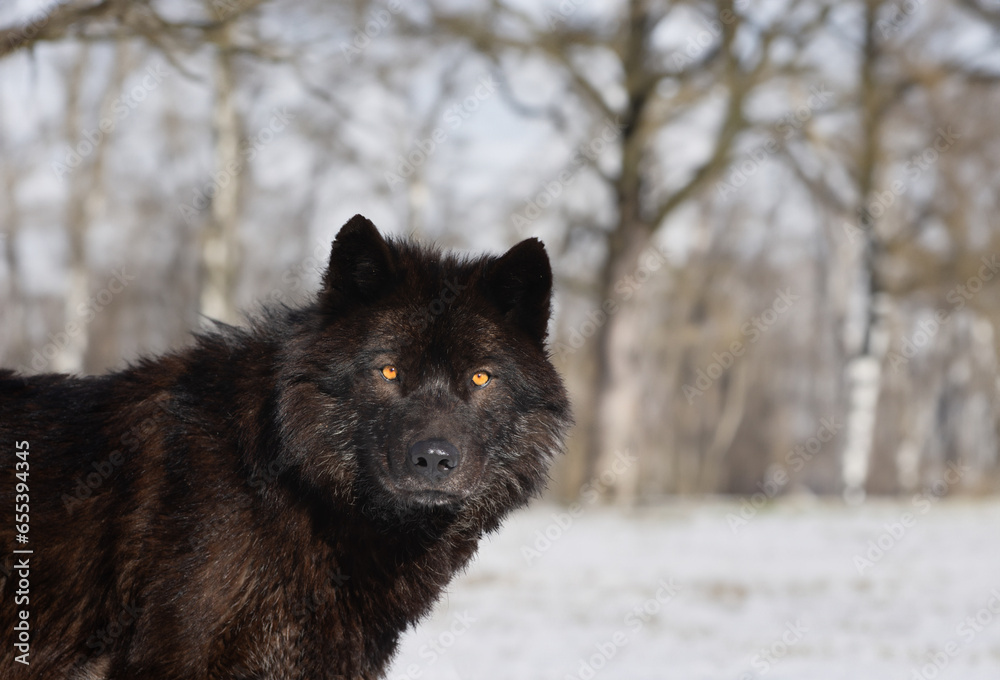  Canadian wolf against a forest background