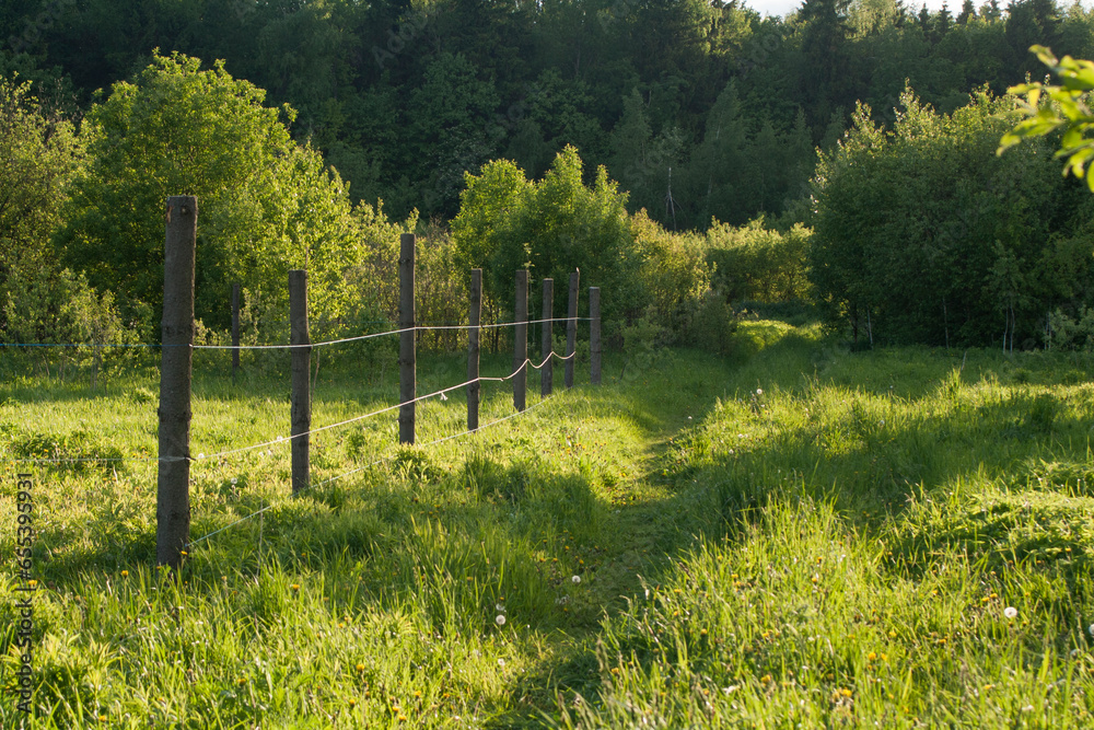 Fence on the farm. Farm in summer. Greenery in the countryside.