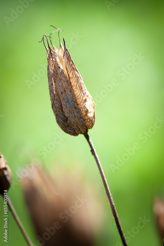 Dry flower. Withered flowers against the light. Dried wildflower bud close-up. Selective focus