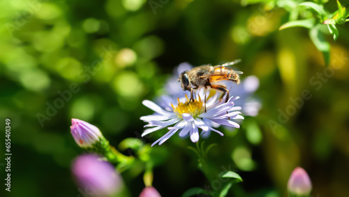 Bee on a flower. A bee collects nectar on an aster flower. Close-up of a bee © Alex Puhovoy