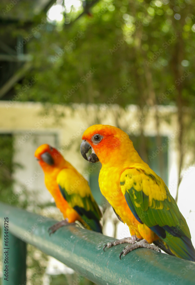 Obraz premium Sun Parakeet. Sun Conure. Aratinga solstitialis