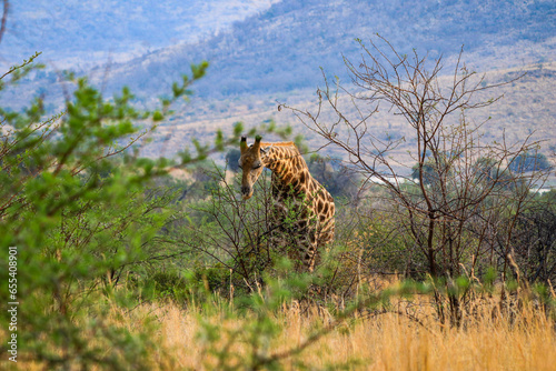 Giraffe beim Fressen (Giraffa) im Pilanes Nationalpark photo