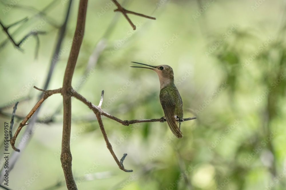 Fototapeta premium hummingbird in a tree