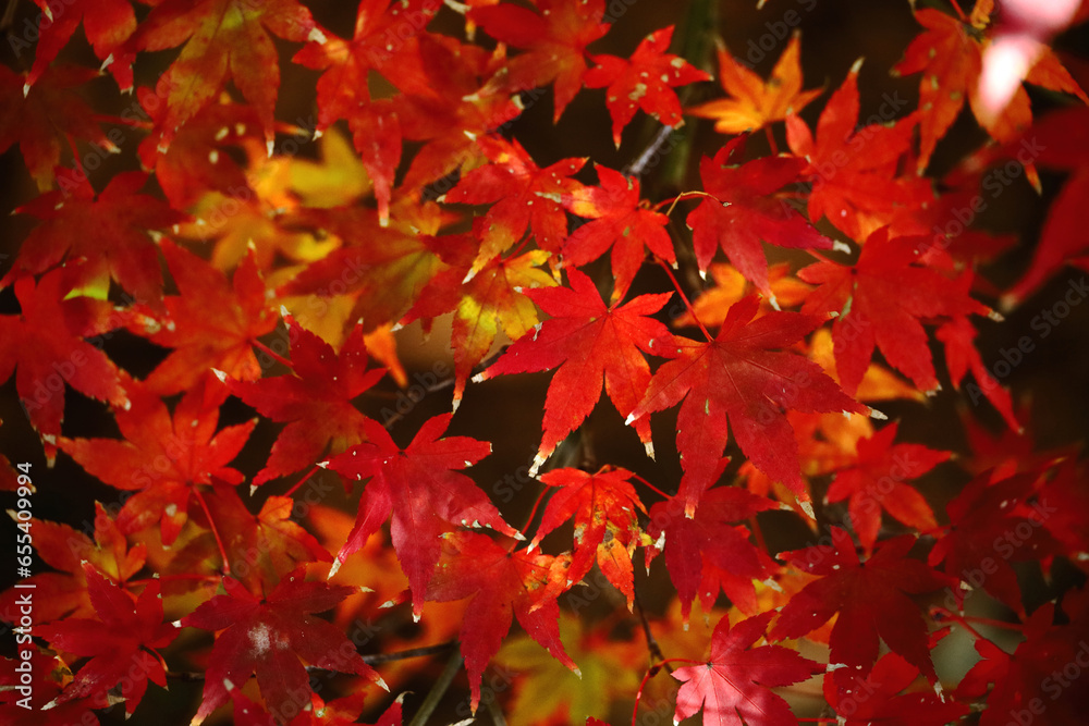 Close up photo of a maple leaf that turned red in autumn season Close up photo of a maple leaf that turned red in autumn season