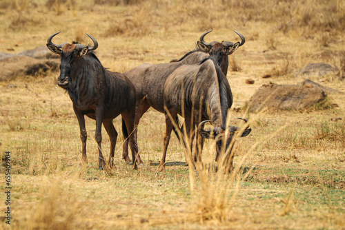 Gnus (Connochaetes) beobachten ihr Umfeld