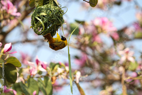 Männlicher Webervogel (Maskenweber) begutachtet das Nest | Male weaver bird inspects the nest (P. velatus)
