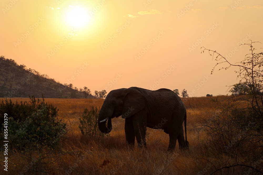 Fototapeta premium Elephant (Elephantidae) frisst im Abendlicht im Pilanes Nationalpark