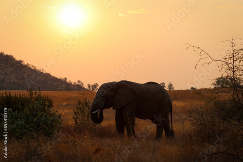 Elephant (Elephantidae) frisst im Abendlicht im Pilanes Nationalpark photo