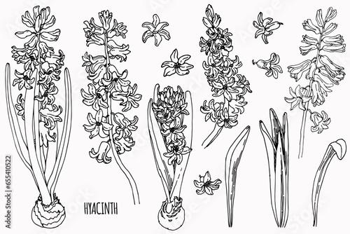 Hand drawn outline hyacinth set. Botanical ink sketch. Vector illustration. Monochrome spring flowers print, poster, design, card, flyer.