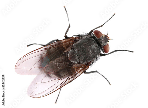 Fly insect isolated on white, top view