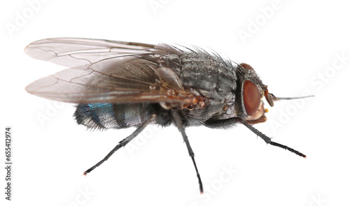Blue fly insect isolated on white, side view