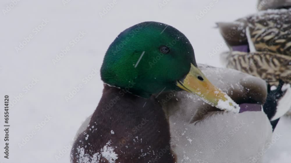 Adult male wild duck standing on a snow, shaking head during blizzard, female wild duck on the background. Life of mallard ducks in winter during blizzard. High quality 4k footage