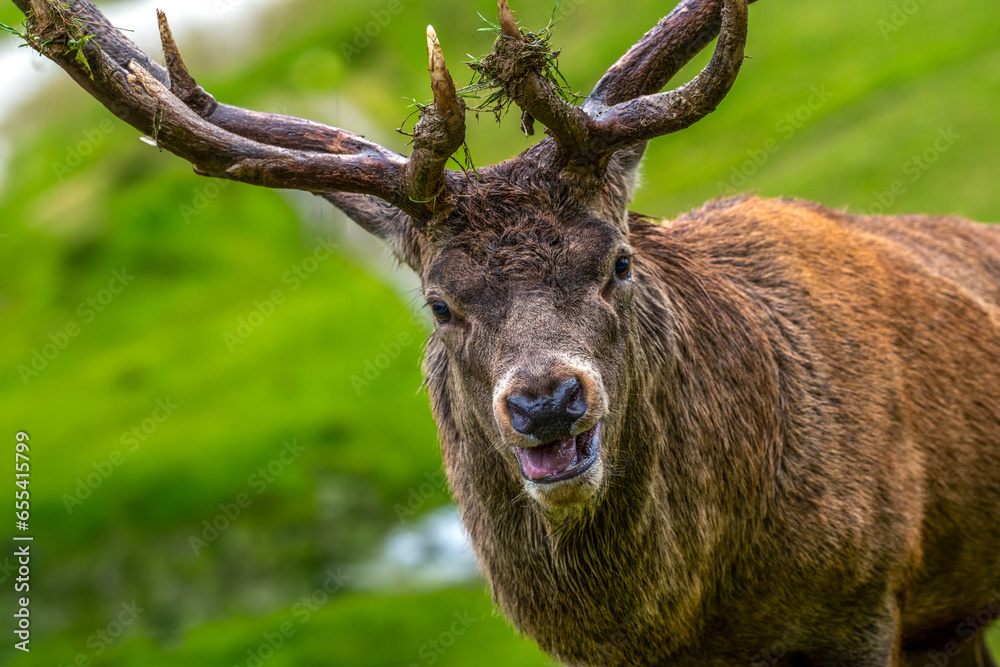 Hirsch nach Kampf in der Brunft