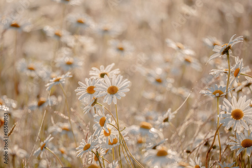 Fototapeta Naklejka Na Ścianę i Meble -  Daisy meadow in sunrise, beige aesthetic background