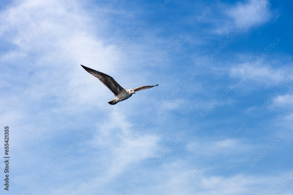 Flying in the seagull sky