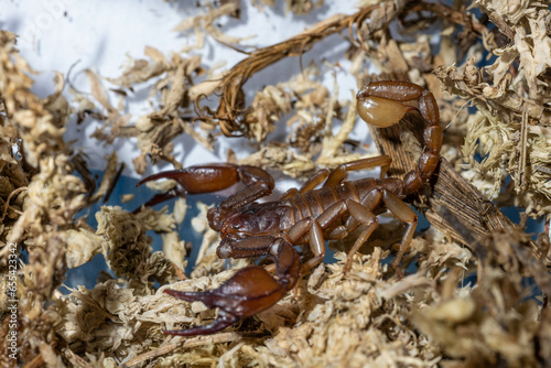 Euscorpius aquilejensis photo