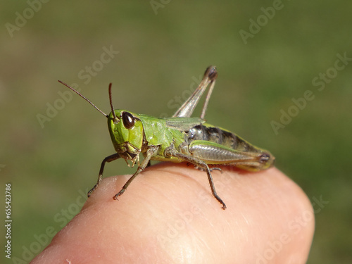 Female meadow grasshopper (Pseudochorthippus parallelus) sitting on a human knuckle  photo