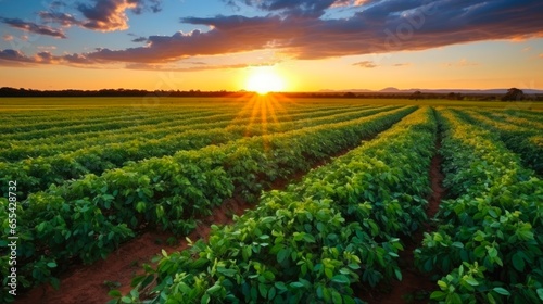 Peanut Field at Sunset. Agriculture and Cultivation in Brasilia, Brazil with Beautiful Blue Sky. Fresh Crops of Peanuts in a Green Field photo