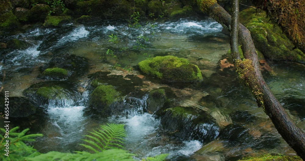 Fototapeta premium Foggy morning landscape over mountain stream with clear water in coniferous forest at rainy weather. Pine trees and river of Gollinger waterfall.