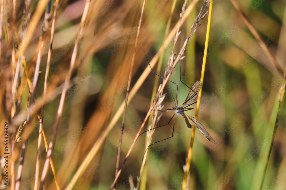 Closeup of thin winged insect with long legs hidden in green and brown grass Closeup of thin winged insect with long legs hidden in green and brown grass