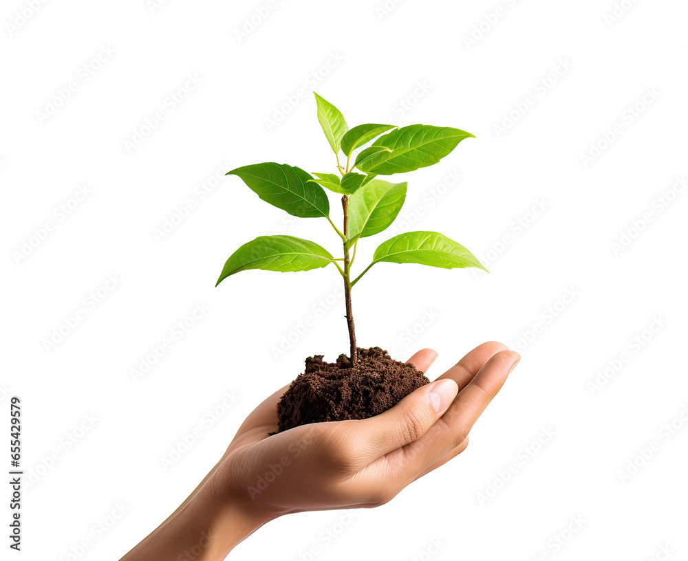 plant in hands isolated png on transparent background plant in hands isolated png on transparent background