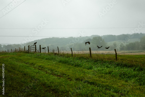Vulture Fence 02, 2023. A 