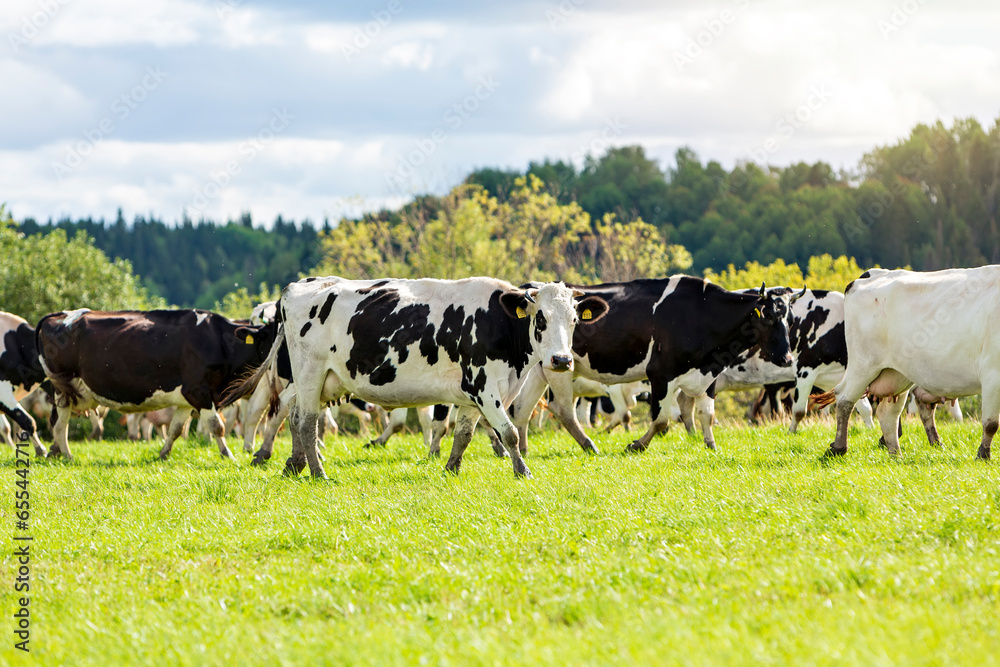 A herd of motley black and white cows walks through a green field on a summer day.