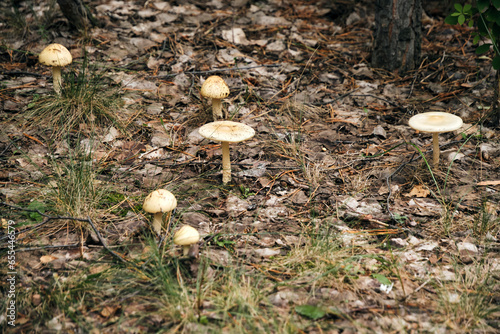 Mushrooms on autumn background fallen leaves.
