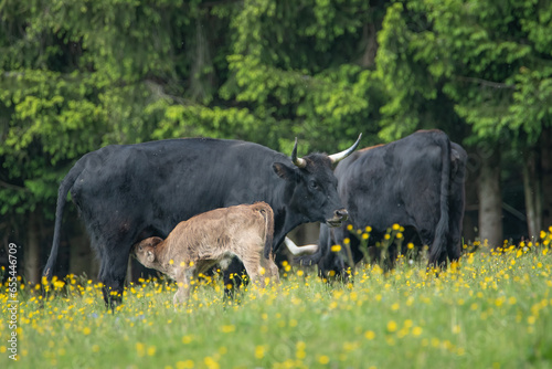 Canvas Print Auroch calf feeding on milk from its mother