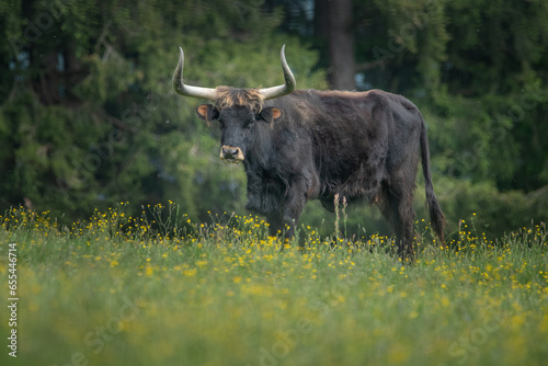 An auroch old cow sitting on a green pasture. Bavarian Forest National Park, Germany. photo