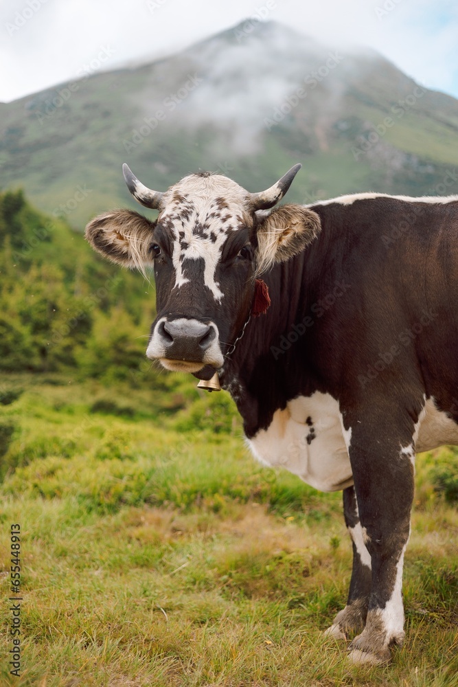 portrait of a mountain village cow