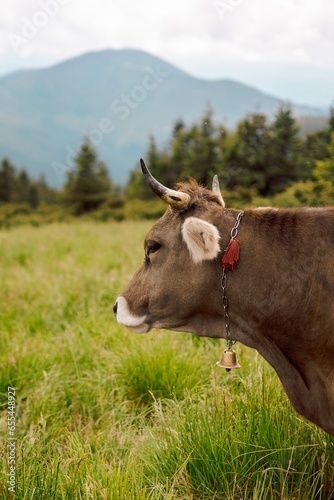Fototapeta Naklejka Na Ścianę i Meble -  portrait of a mountain village cow