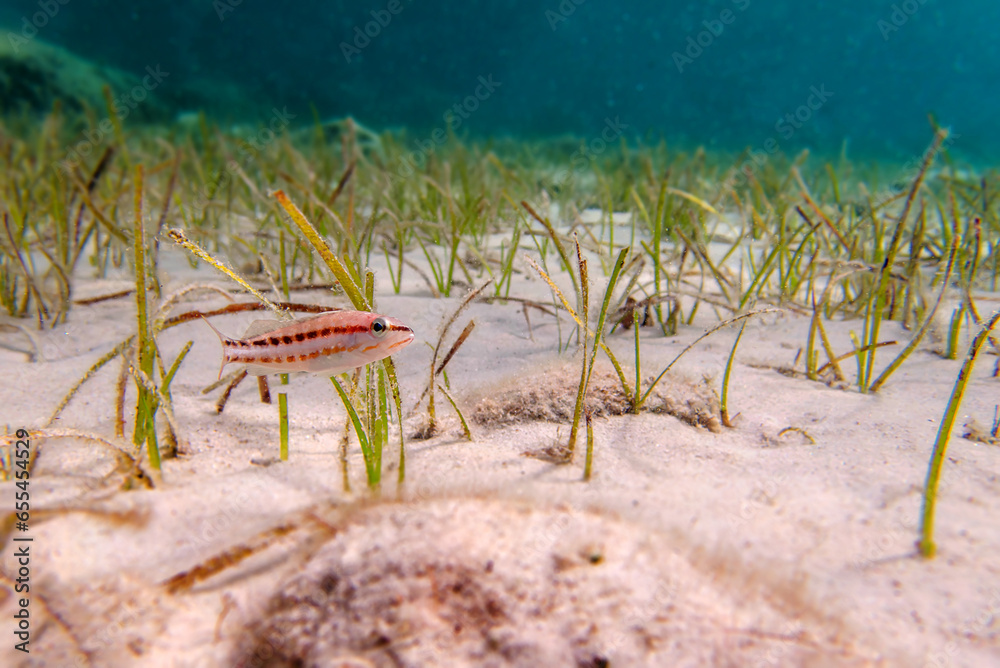 Fotografie The comber fish, underwater scene - (Serranus cabrilla)