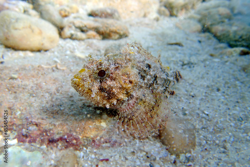 Black Scorpionfish - (Scorpaena Porcus), Undersea photography photo