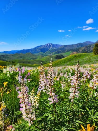 Wildflowers on a hillside, Ketchum, Idaho
