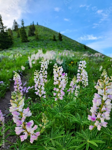 Wildflowers on a hillside, Ketchum, Idaho
