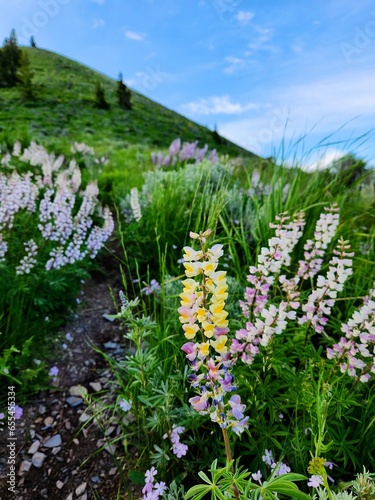 Wildflowers on a hillside, Ketchum, Idaho
