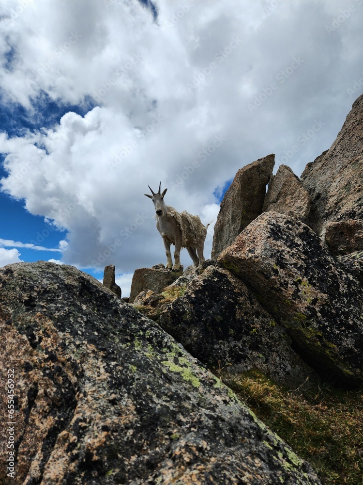 Mountain goat near the summit of Mount Massive, Colorado Mountain goat near the summit of Mount Massive, Colorado