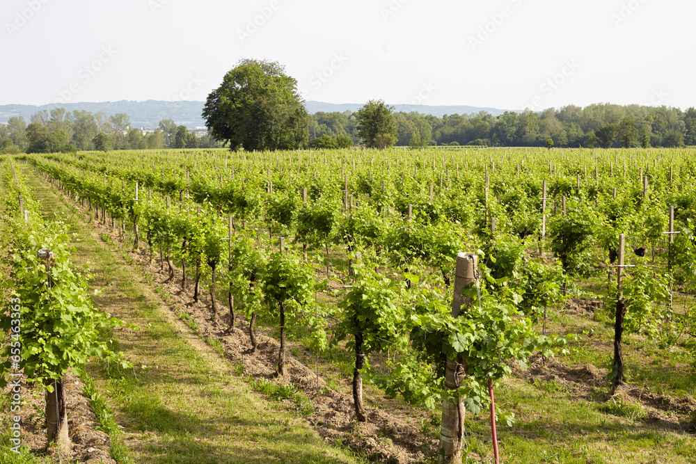 Vineyard in Prosecco valley, Miane