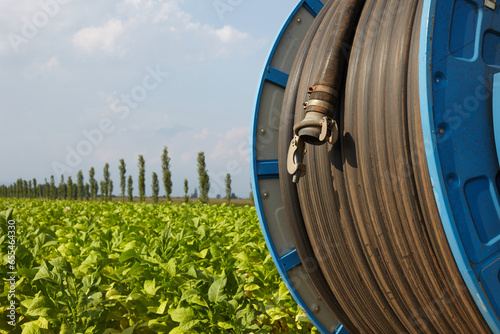 Irrigation in tobacco field © Nick