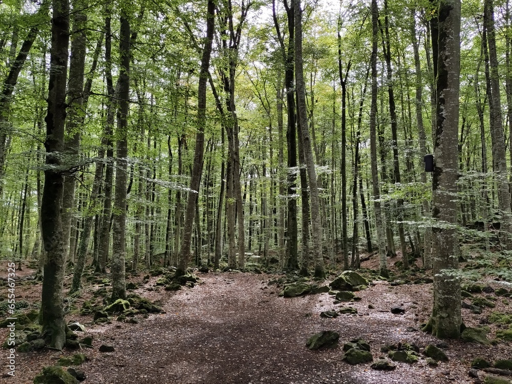 Obraz premium Fageda