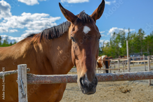 A closeup of a chestnut brown adult horse with a red color mane, a large white spot on its head, and dark eyes. The domestic animal is not wearing a bridle and standing over a wooden fence in a pen. © Dolores  Harvey