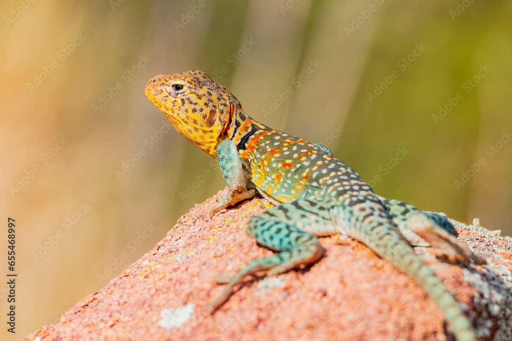 Close up shot of the Oklahoma collared lizard in Wichita Mountains National Wildlife Refuge Close up shot of the Oklahoma collared lizard in Wichita Mountains National Wildlife Refuge