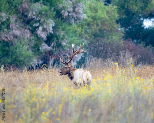 Tule elk at the San Luis National Wildlife Refuge near Los Banos, California. photo