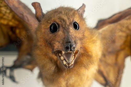 The Egyptian fruit bat or Egyptian rousette (Rousettus aegyptiacus) photo