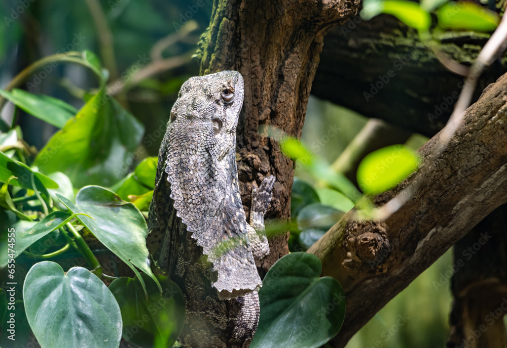The frilled lizard - Chlamydosaurus kingii), frillneck lizard, frill-necked lizard or frilled dragon The frilled lizard - Chlamydosaurus kingii), frillneck lizard, frill-necked lizard or frilled dragon